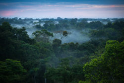 amazon-rainforest-71