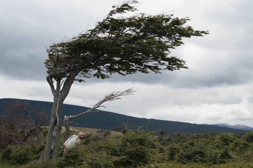 Bonus picture of a Patagonian "flag tree". They grow sideways because of the constant heavy winds in the region.