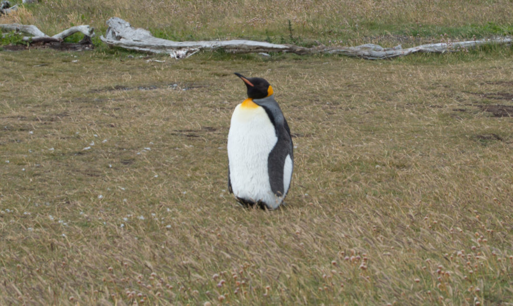 We also managed to spot a King Penguin, the second largest variety, which are fairly rare in that area.