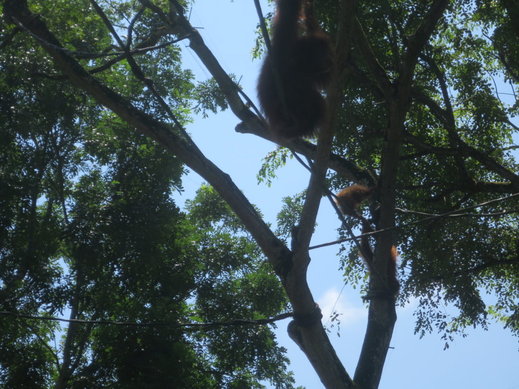 They have a unique monkey enclosure that essentially lets them roam the treetops of the zoo at will, so it's not uncommon to look up and see monkeys