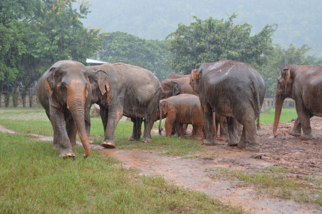 A family of elephants, unfazed by the rain